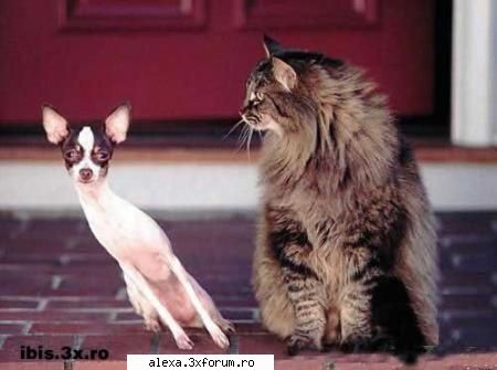 poze haioase poate comenteaza rea pisica