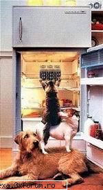 poze haioase familie unita: