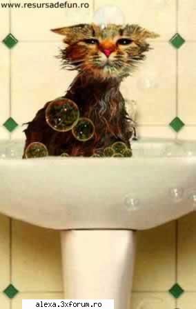 poze haioase n-ai prosop?