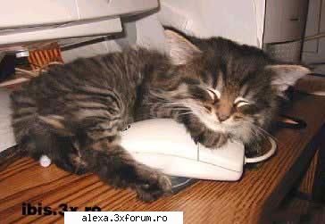 poze haioase friends ever!