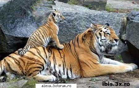 i'm the king of the world! poze haioase