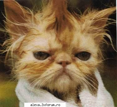 poze haioase stricati freza