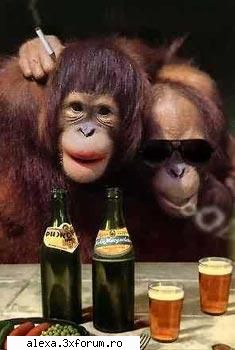 poze haioase hai bere