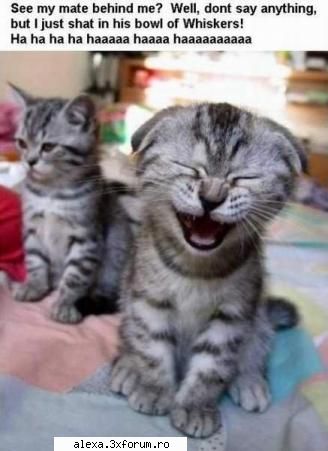 poze haioase )))))))