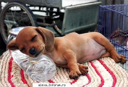 poze haioase cam tare perna asta...da merge