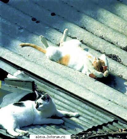 poze haioase putin bronz n-ar strica