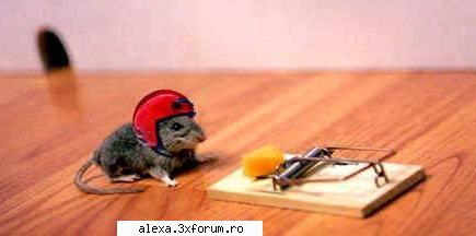 poze haioase ready?? goooo