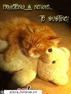 poze haioase best friend