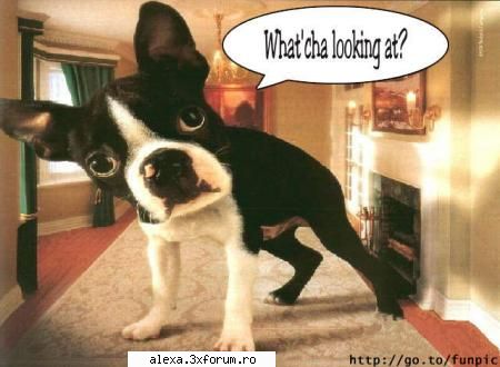 poze haioase cainele asta s-a parut chiar genial...