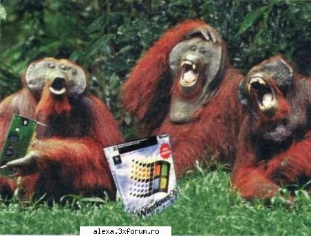 poze haioase critics