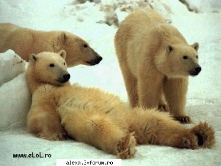 chill out! poze haioase