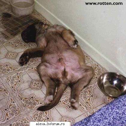 Poze haioase - pfiuuu..what a night! - Poze