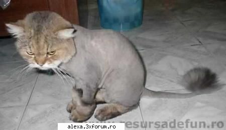 Poze haioase - rhea - Poze