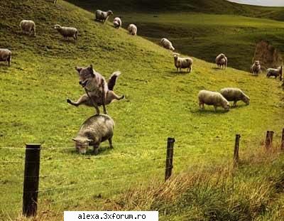 Poze haioase - 1 sheep, 2 sheeps - Poze