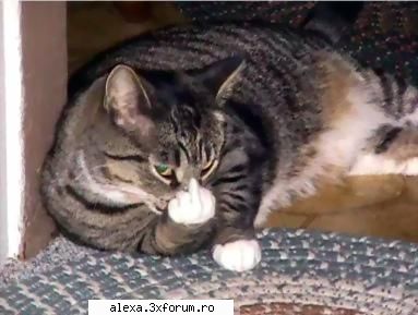 Poze haioase - leave me alone! - Poze