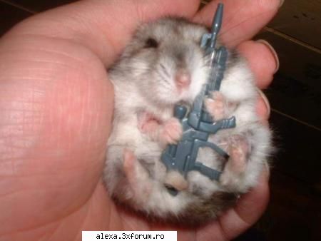 Poze haioase - Don't play with me you shell suffer! - Poze