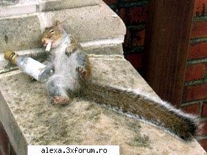 Poze haioase - mah fratilor sa nu va prind asa la petrecere k nu - Poze
