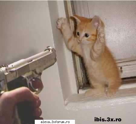 Poze haioase - a venit pistol pe aici si nu lasa pisicile in pace - Poze