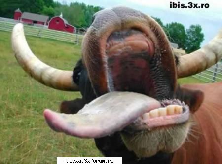 Poze haioase - cine ii da un pupic? :))))))) - Poze