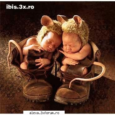 Poze haioase - rhea - Poze
