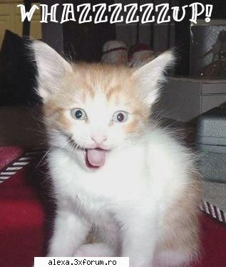 Poze haioase - WHAZZZZZZZZZZZZZZZZUP??? - Poze