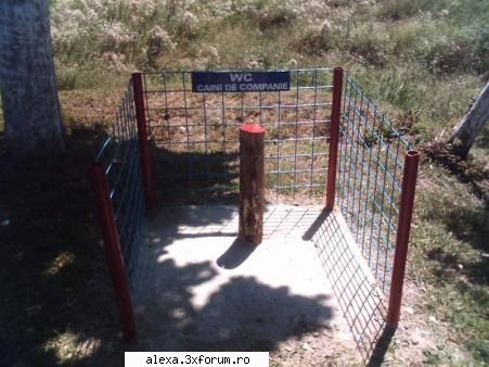 Poze haioase 2 - wc pt cainii care se respecta - Poze