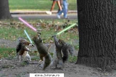 Poze haioase 2 - veveritele jedi - Poze