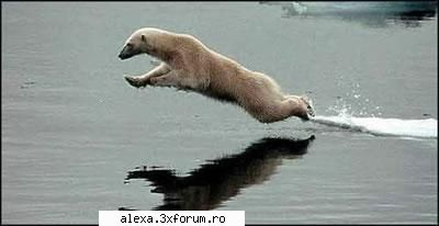 Poze haioase 2 - supermen a fost urs? :-/ - Poze