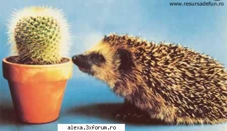 Poze haioase 2 - si u esti tot arici? :) - Poze