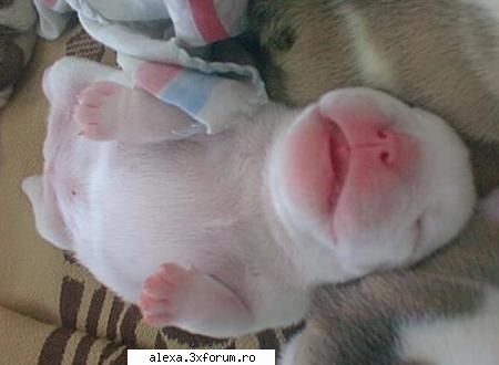 Poze haioase 2 - sleep partea a 3-a - Poze