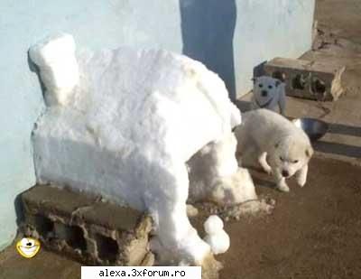 Poze haioase 2 - colet cu..aer conditionat - Poze