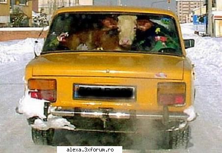 Poze haioase 2 - calatorie cu masina - Poze